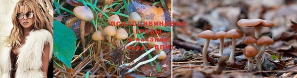 индика Баксан